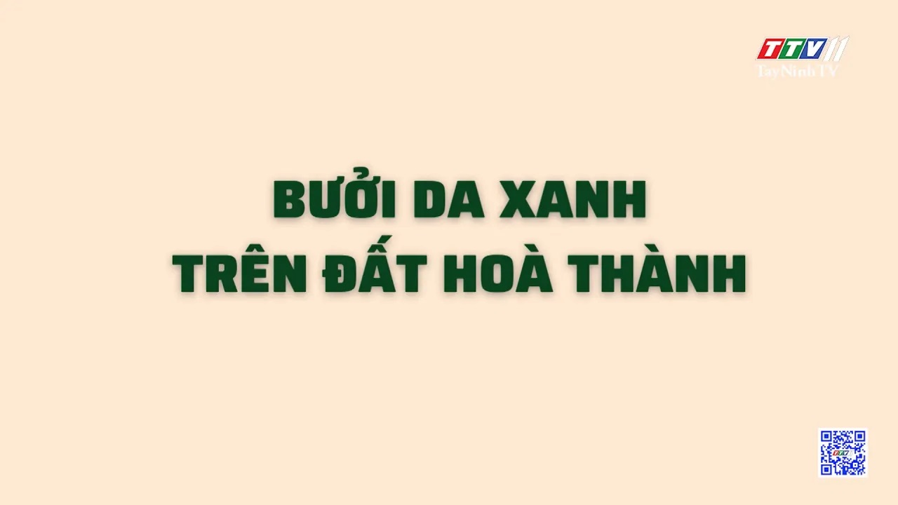 Bưởi da xanh trên đất Hòa Thành | NÔNG NGHIỆP TÂY NINH | TayNinhTV